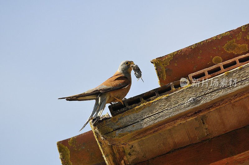 小红隼与老鼠(Falco naumanni)